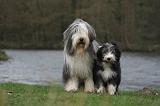 BEARDED COLLIE 298